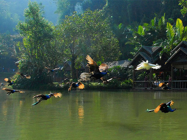 西雙版納原始森林公園