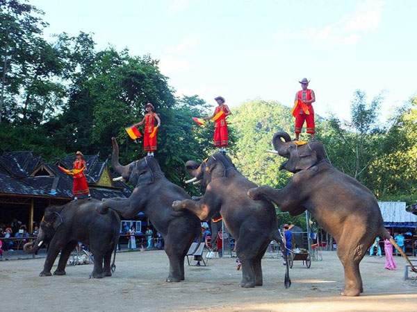 西雙版納野象谷·基諾山一日游