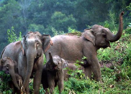 西雙版納熱帶植物園 西雙版納熱帶植物園
