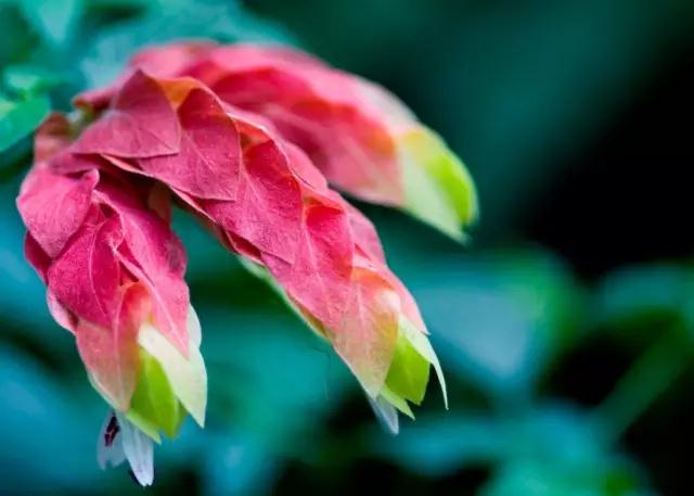 西雙版納熱帶植物園 西雙版納熱帶植物園