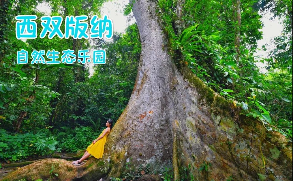 西雙版納研學(xué)旅行夏令營