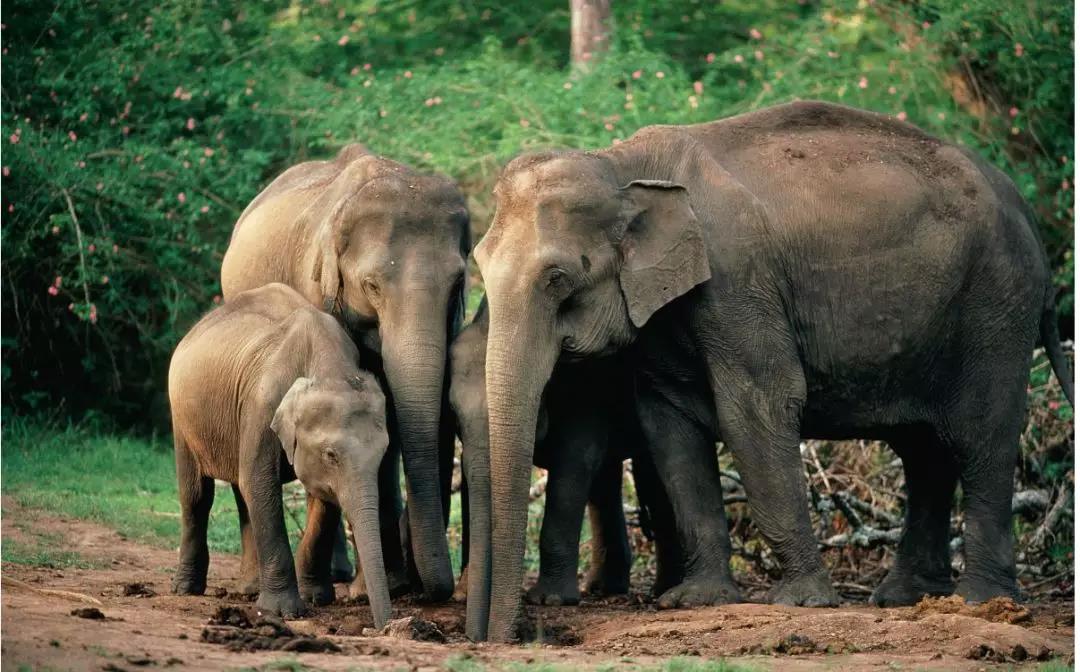 西雙版納研學(xué)旅行夏令營