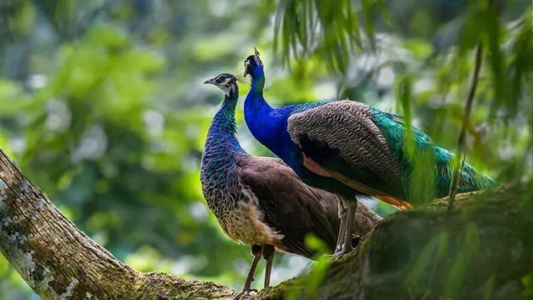 西雙版納夏令營