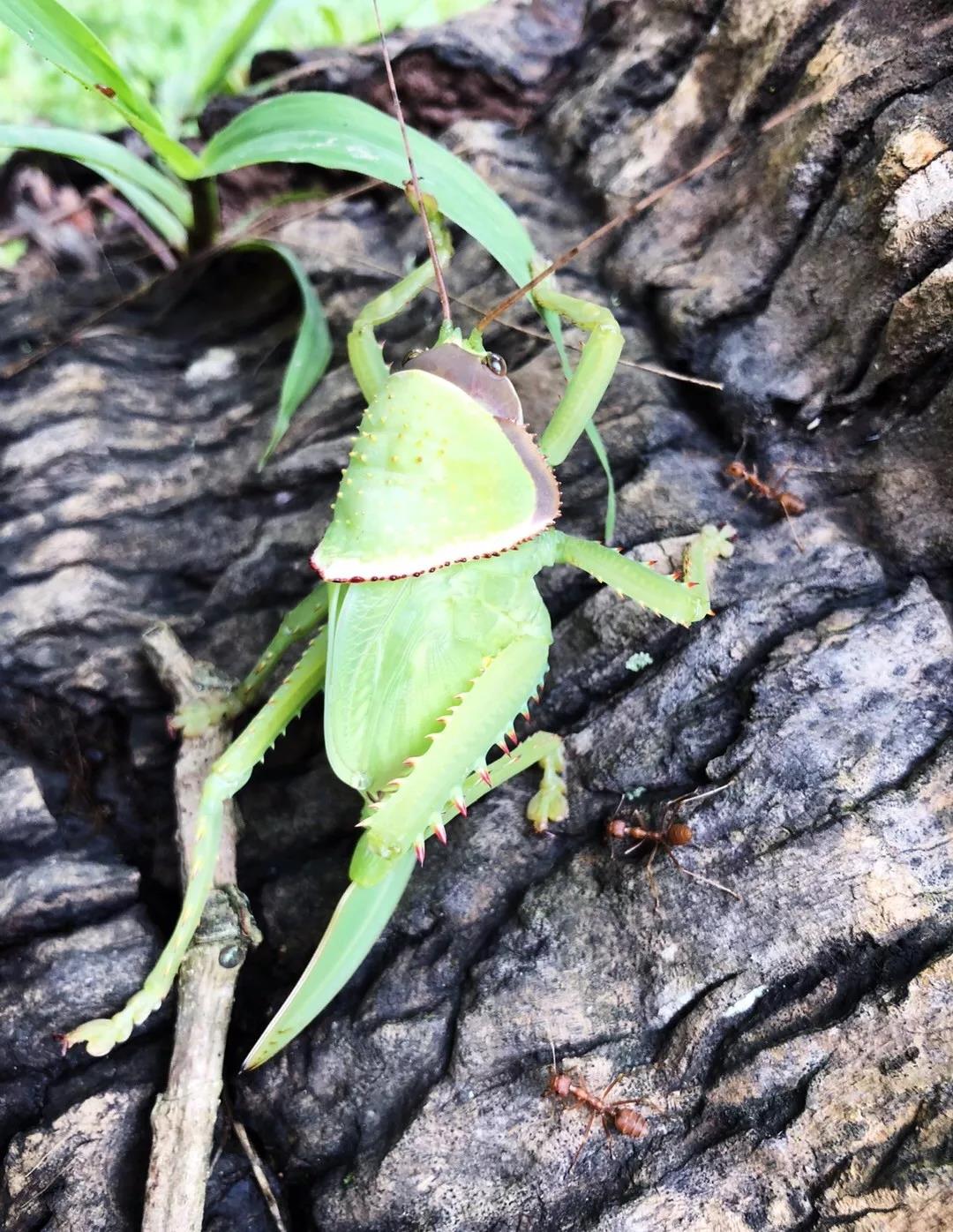 西雙版納夏令營