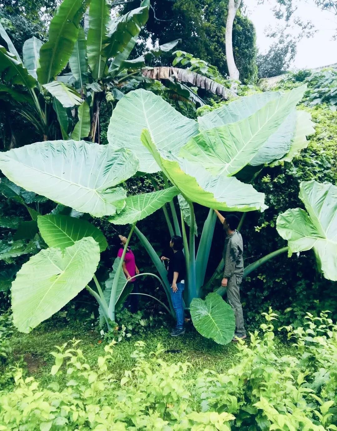 西雙版納夏令營