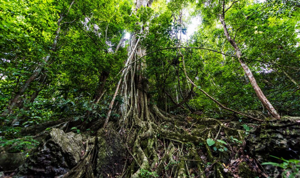 西雙版納研學(xué)夏令營