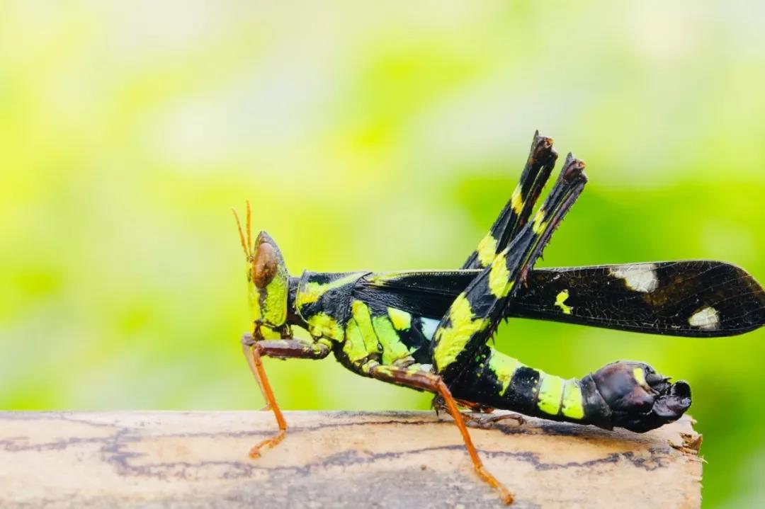 西雙版納研學(xué)營
