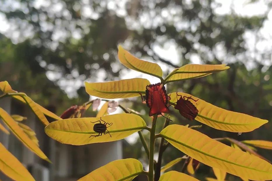 西雙版納研學(xué)營