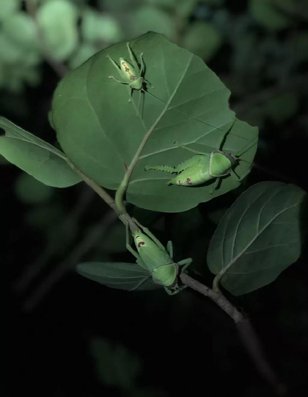 西雙版納研學(xué)旅行社