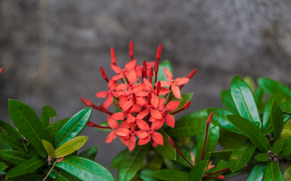 西雙版納研學(xué)旅行社