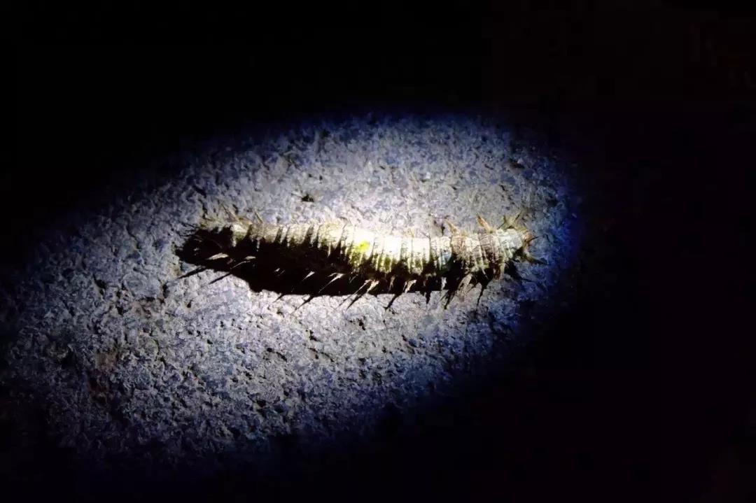 西雙版納研學(xué)旅行社