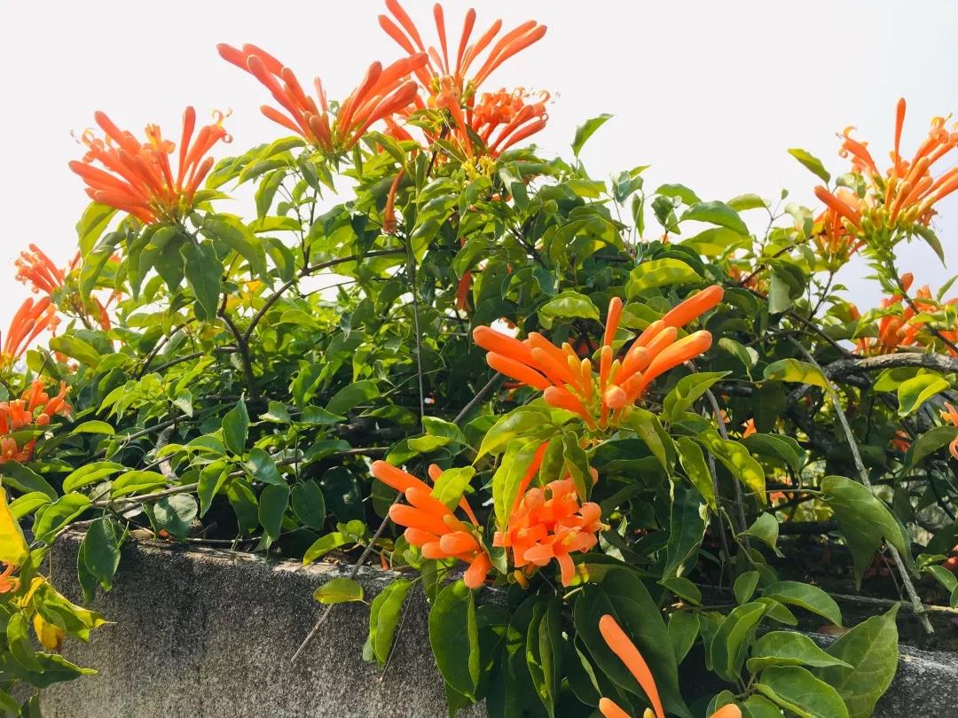 西雙版納研學(xué)夏令營