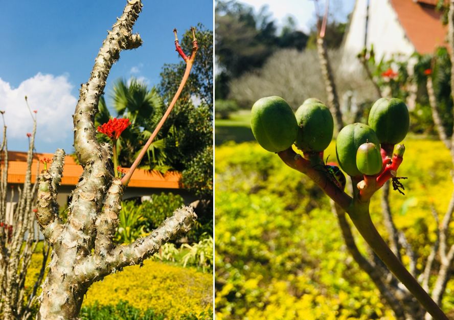 西雙版納研學(xué)夏令營