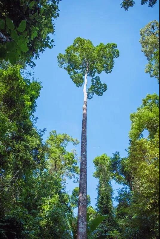 西雙版納研學夏令營