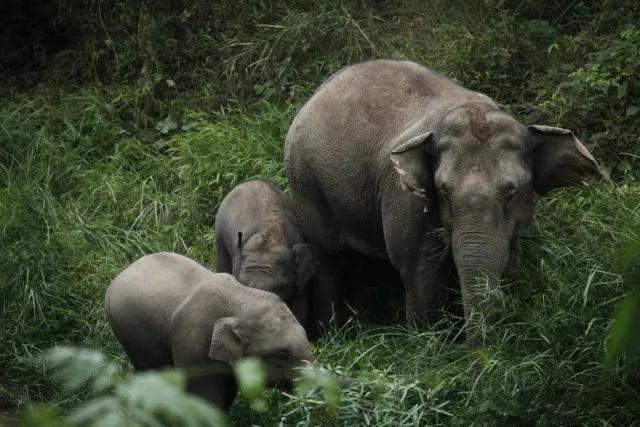 西雙版納 西雙版納