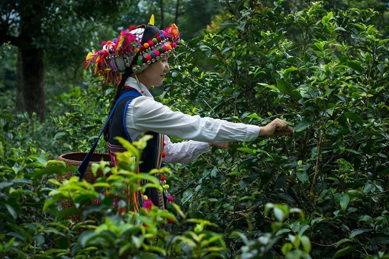 西雙版納會獎旅游
