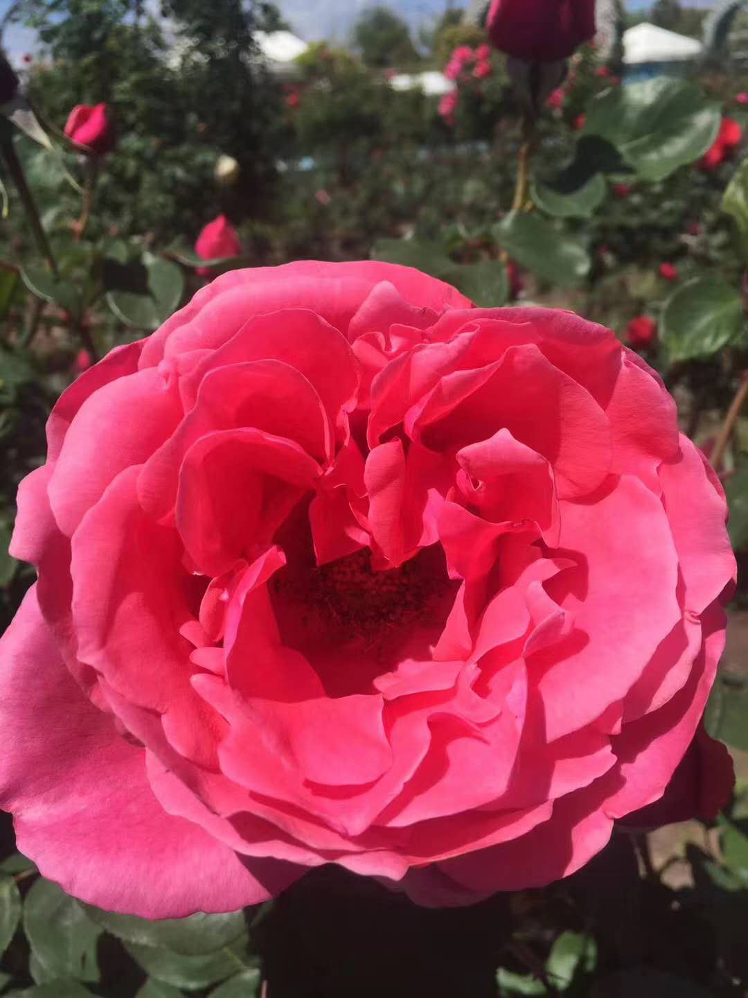 西雙版納拓展基地