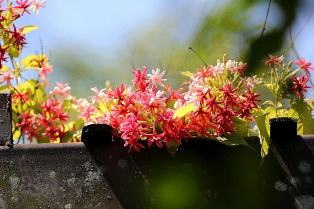 西雙版納 西雙版納