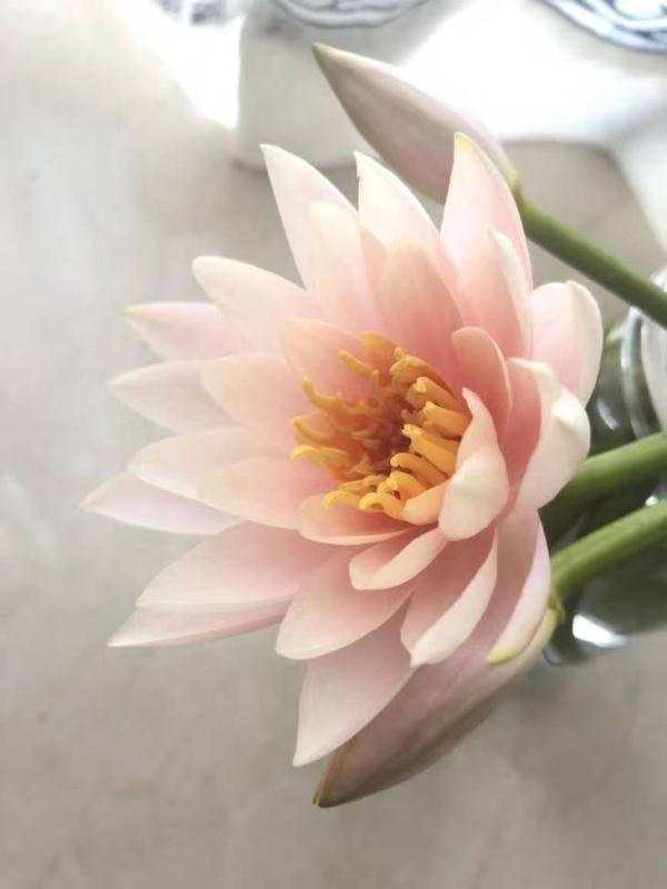 西雙版納 西雙版納