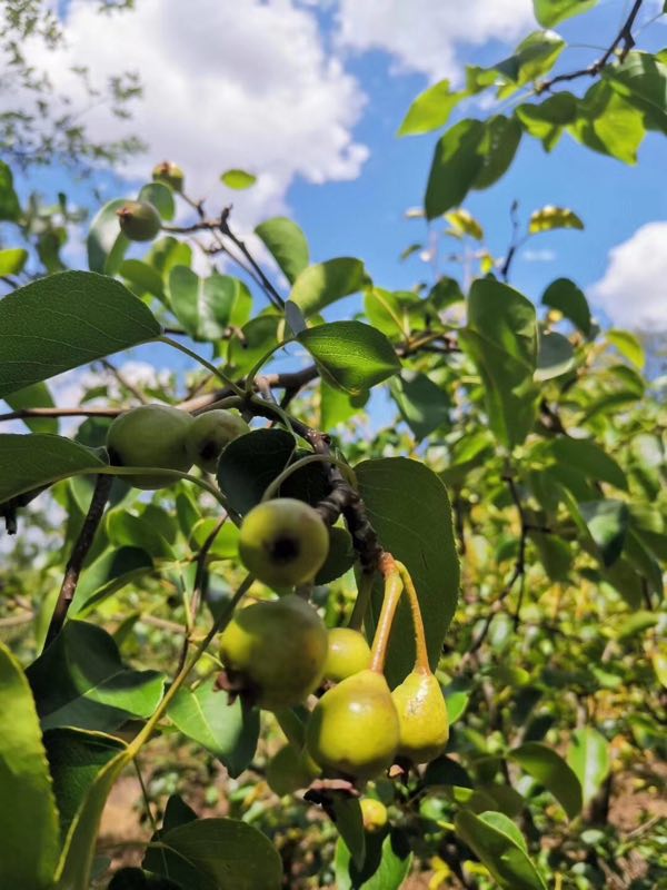 西雙版納 西雙版納