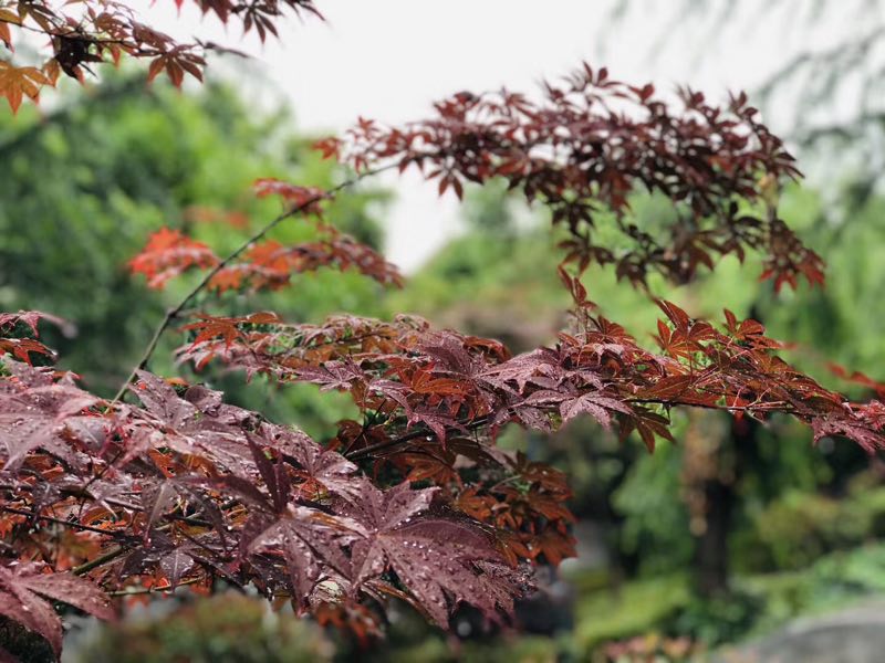 西雙版納 西雙版納