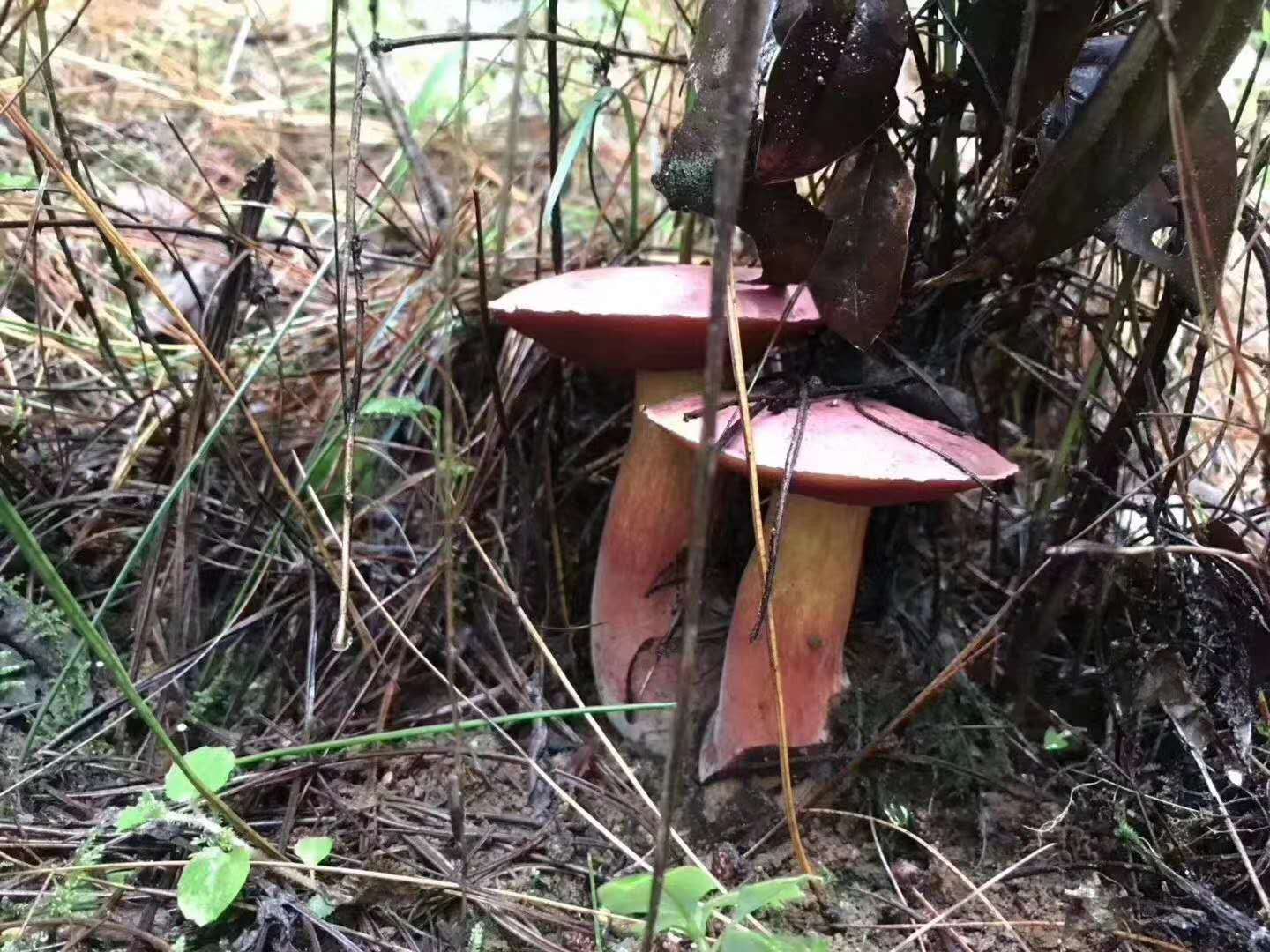 西雙版納 西雙版納