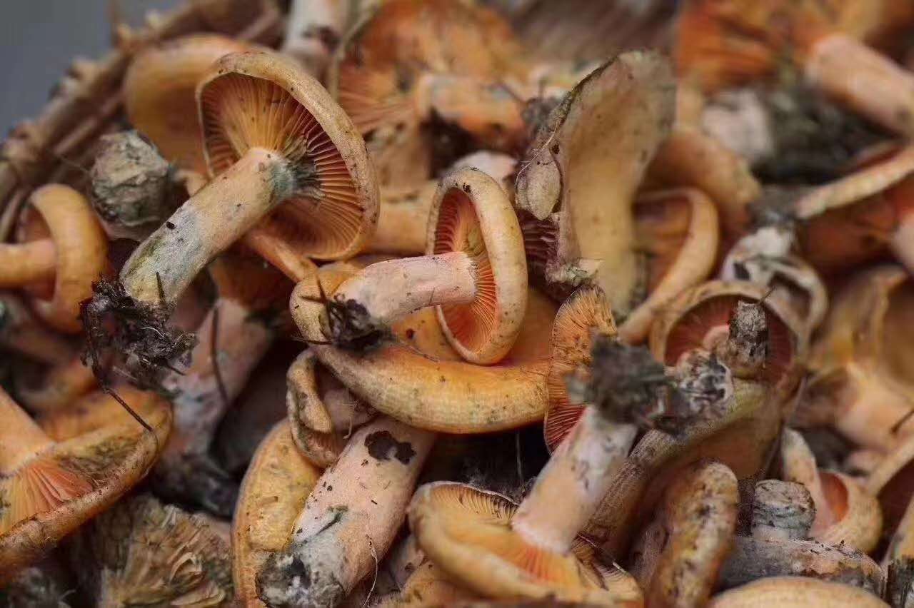 西雙版納 西雙版納