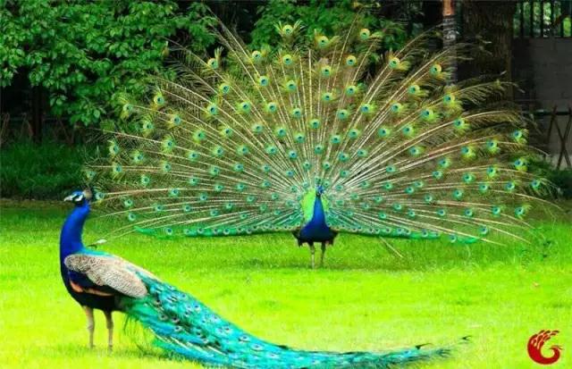 西雙版納 西雙版納