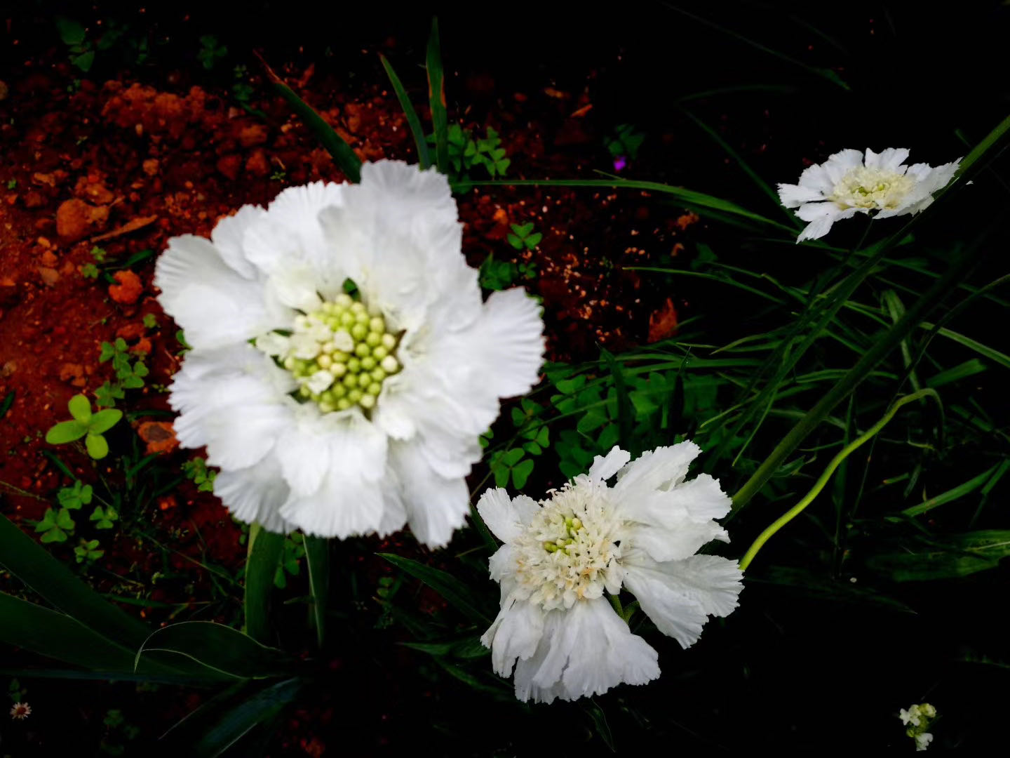 西雙版納 西雙版納