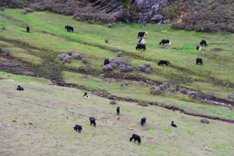 西雙版納 西雙版納