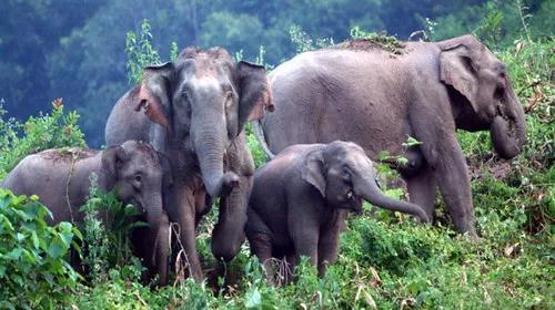 西雙版納 西雙版納