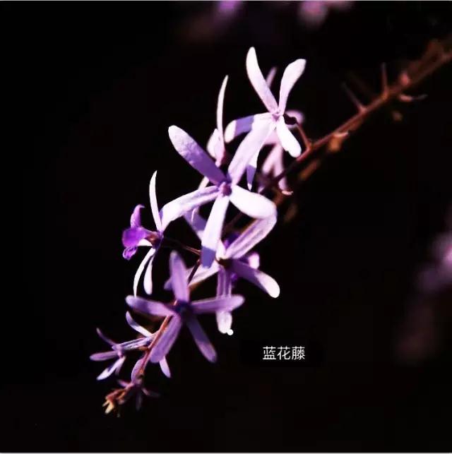 西雙版納 西雙版納