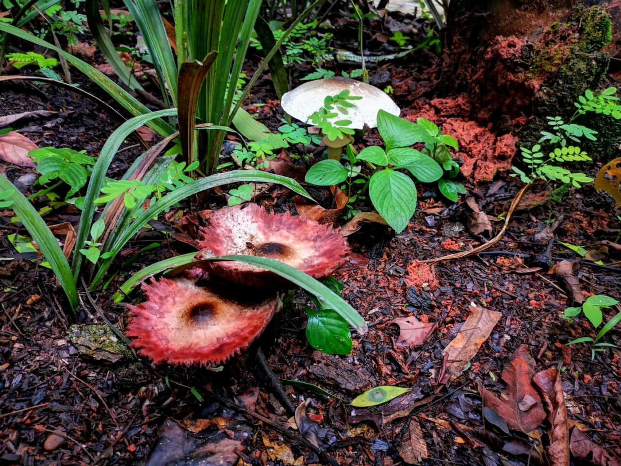 帶娃去神秘的“西雙版納”進行一場熱帶雨林探秘之旅