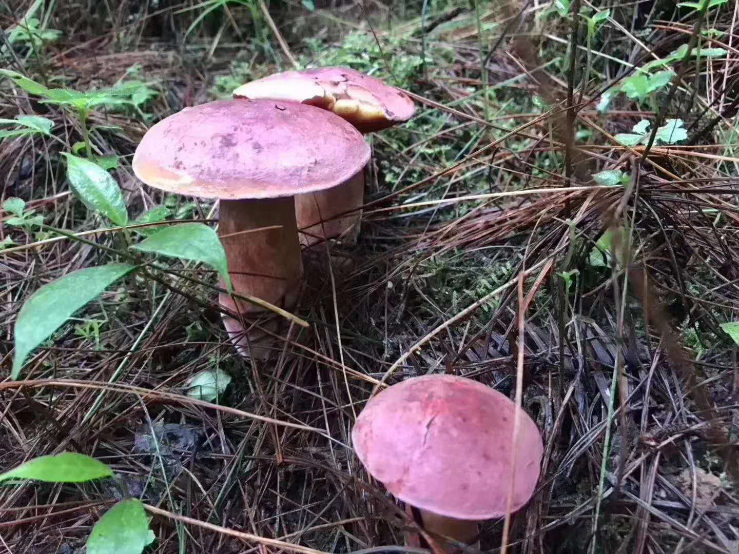 西雙版納 西雙版納