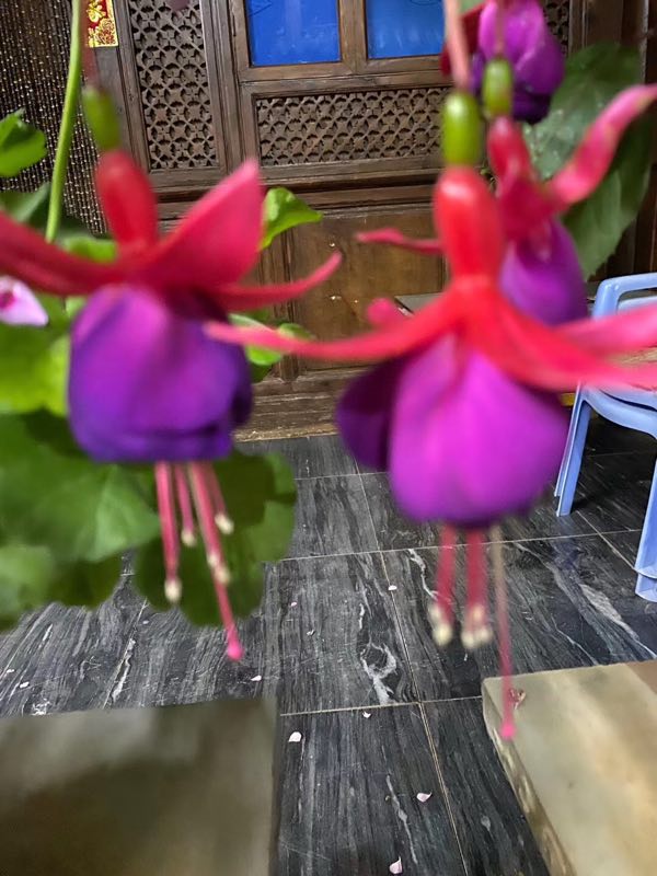 西雙版納 西雙版納