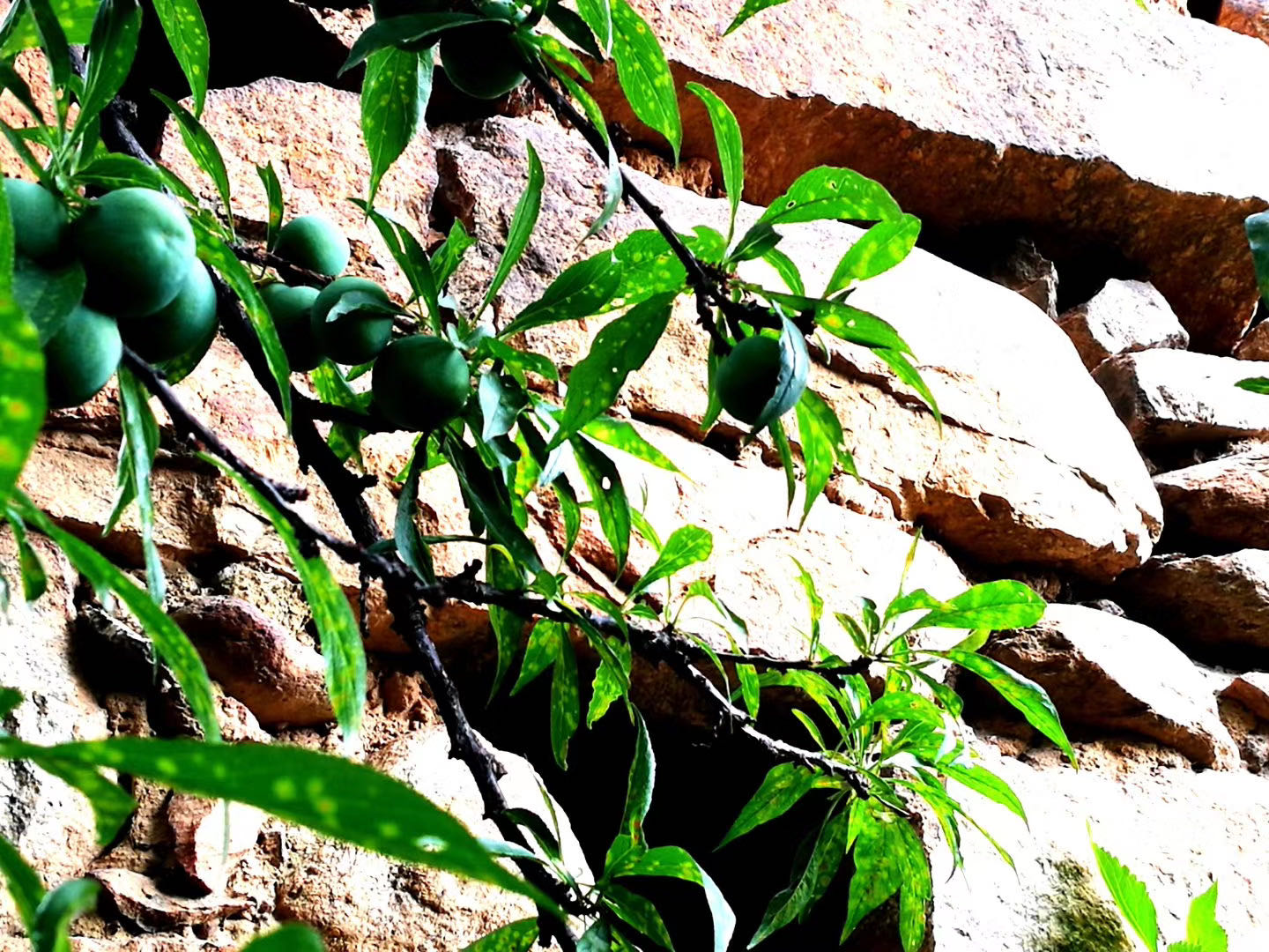 西雙版納 西雙版納