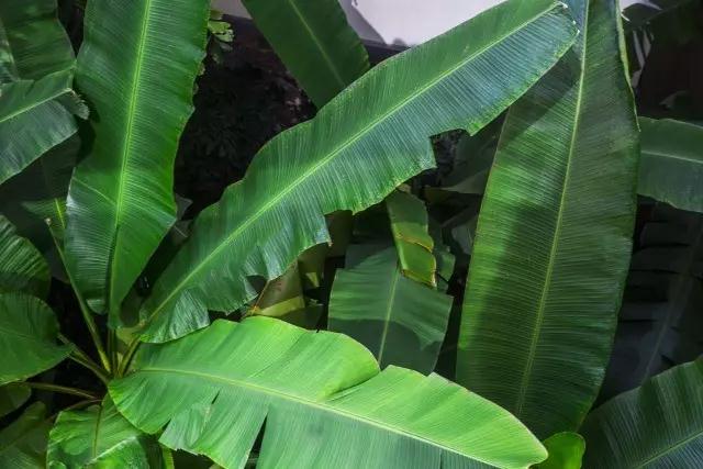 西雙版納 西雙版納