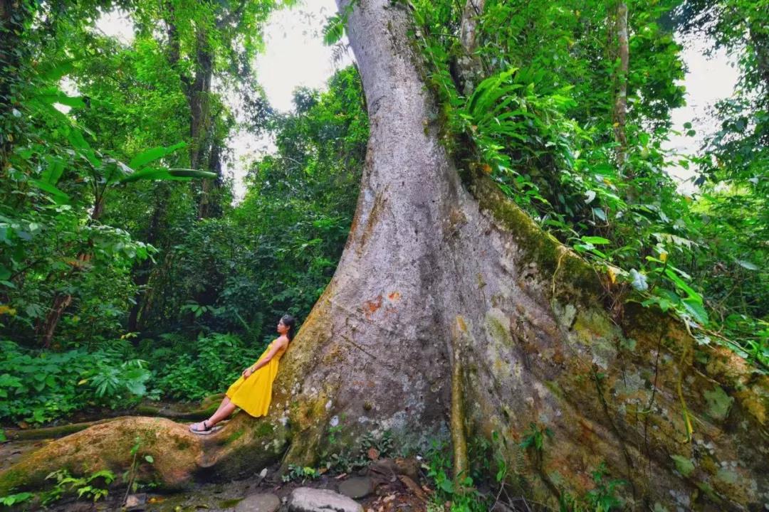 西雙版納 西雙版納