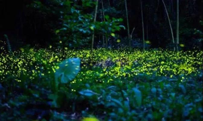 西雙版納旅行團(tuán)建