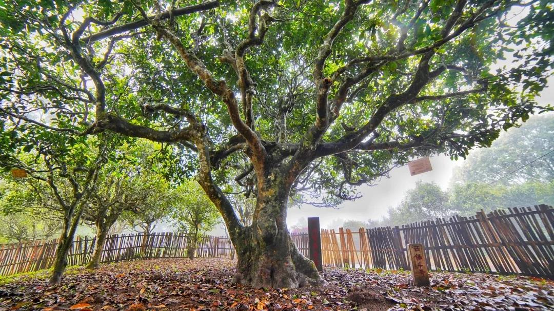 西雙版納六大茶山云上悅茶之旅 