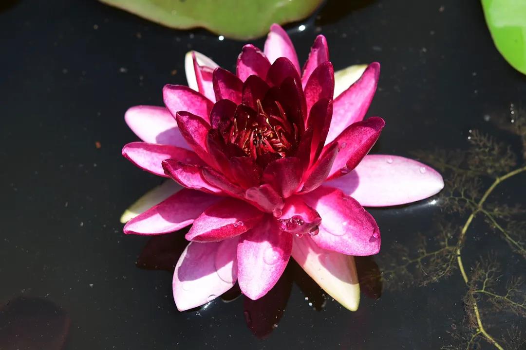 1.92米！版納植物園60年來最大王蓮已長成，你還不來嗎？