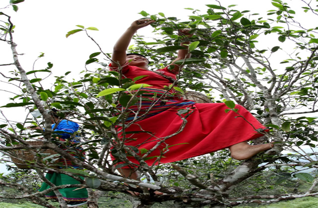 西雙版納-勐宋古茶山