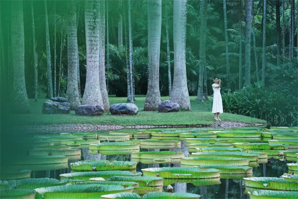 西雙版納傳媒公司報道：來西雙版納徒步，穿越原始熱帶雨林！