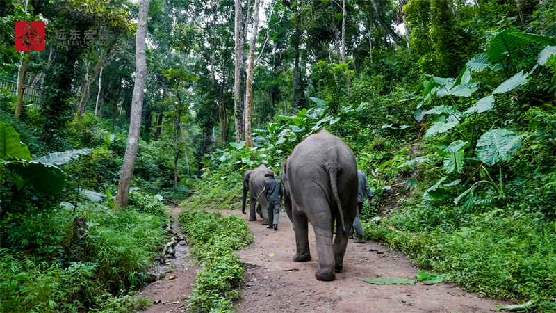 西雙版納雨林牧象