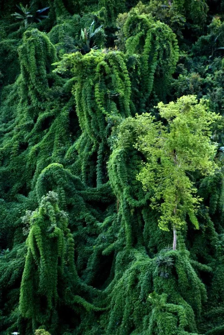 西雙版納旅游 西雙版納旅游