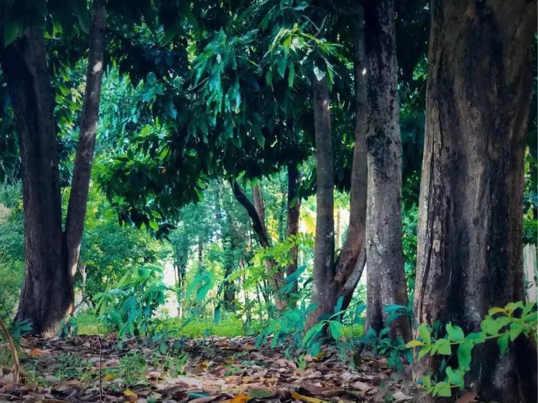 西雙版納康養(yǎng)旅游,西雙版納會議會展團建項目 | 第一批高質(zhì)量發(fā)展項目名單出爐