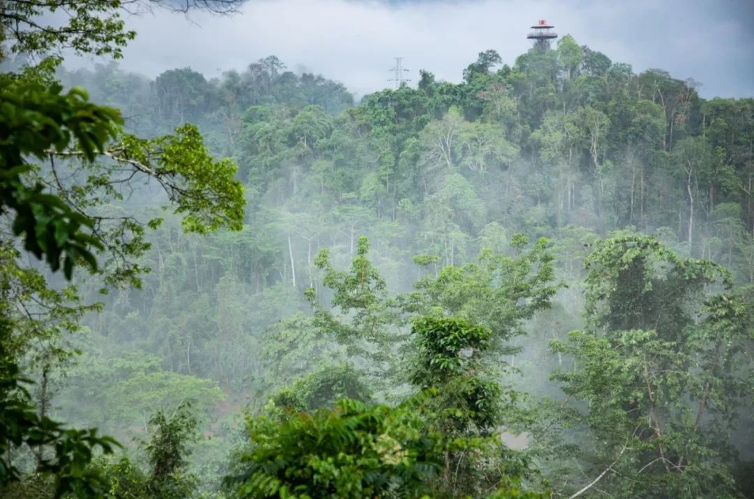 【探秘望天樹·綠動西雙版納】—— 勐臘望天樹景區(qū)全攻略