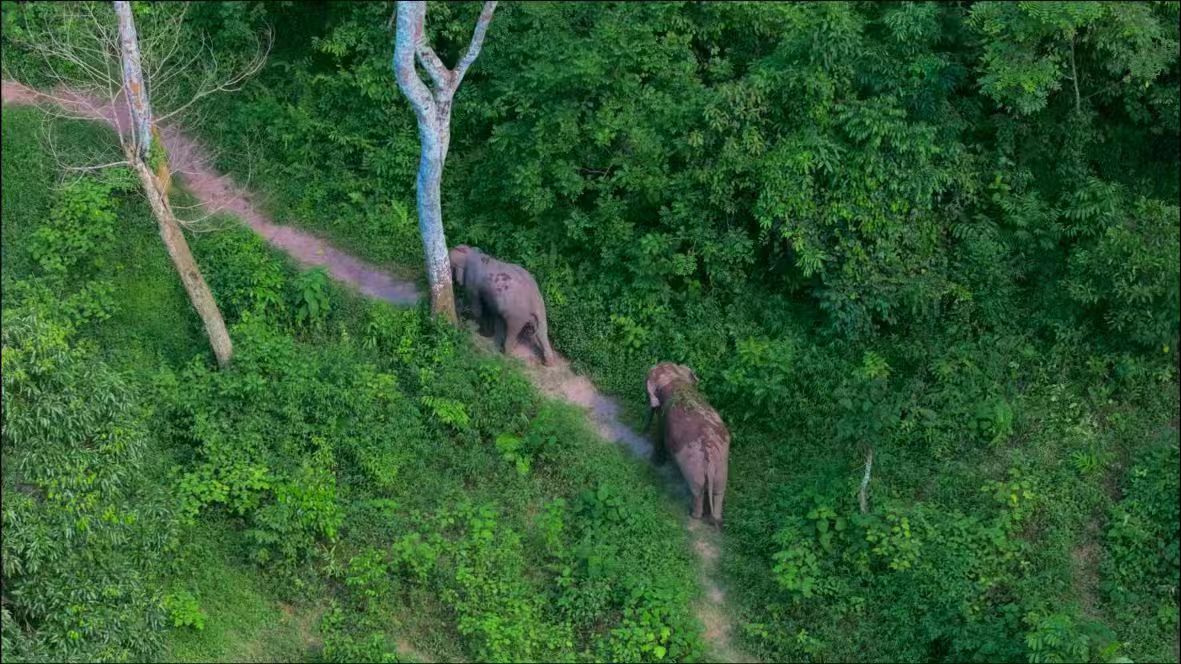 野象谷探索站：與亞洲象共舞的綠色之旅，揭秘雨林深處的生態(tài)秘密！