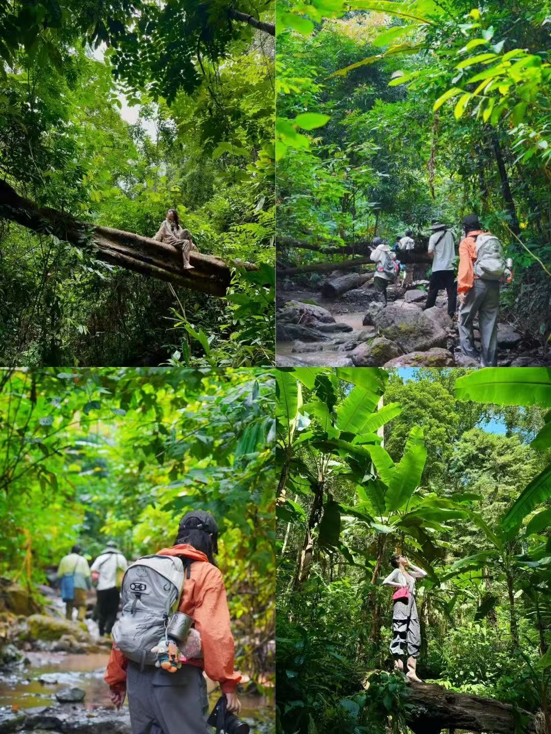 云南旅游,云南旅行社,西雙版納旅游,西雙版納旅行社,西雙版納團建公司,西雙版納策劃公司：公司團建新玩法｜在基諾山雨林當(dāng)“野生打工人”，解壓又出片！