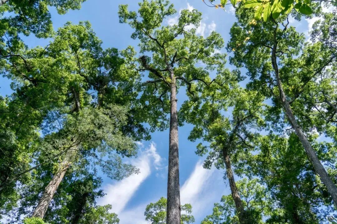 云南旅游,云南團建公司,云南策劃公司,云南會議會展,云南策劃執(zhí)行,西雙版納團建公司,西雙版納策劃公司：暖冬出游，三條路線暢玩西雙版納